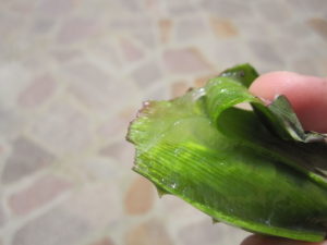 From being a great moisturizer to serving as an anti-ageing remedy, Aloe Vera has immense beauty and health benefits