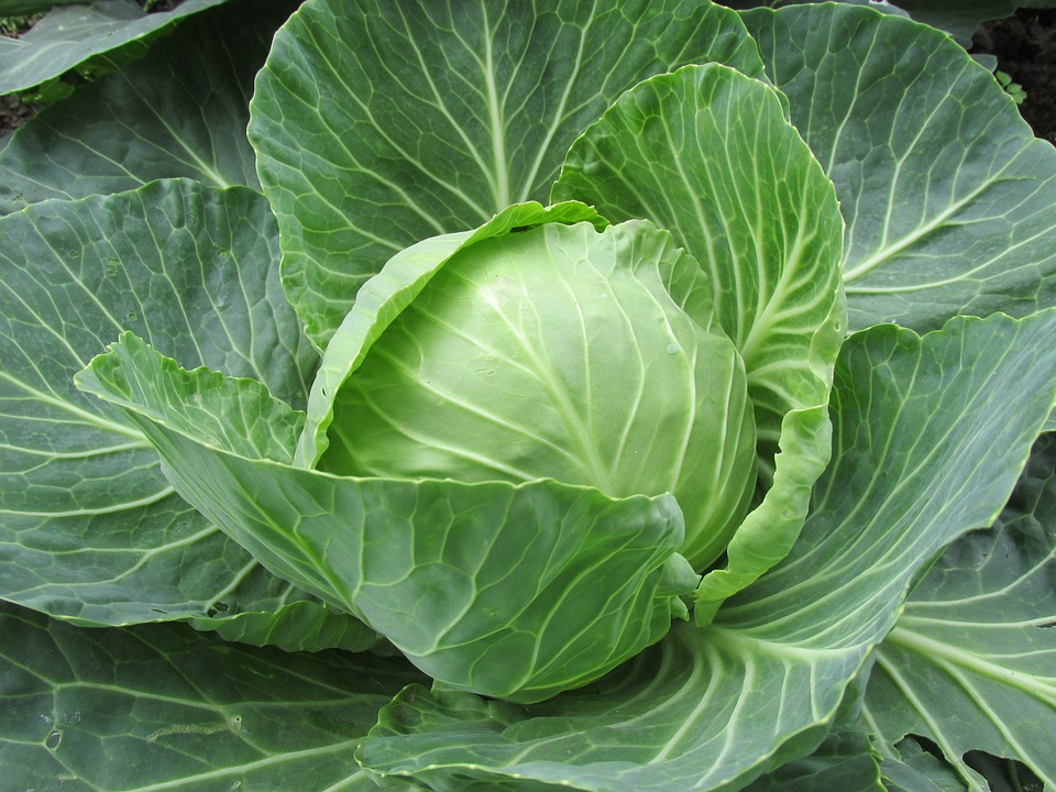 Cabbage for great skin!