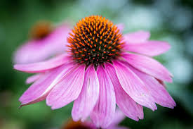  Not only are echinacea benefits big news in the natural health community right now, they are BIG business. 
