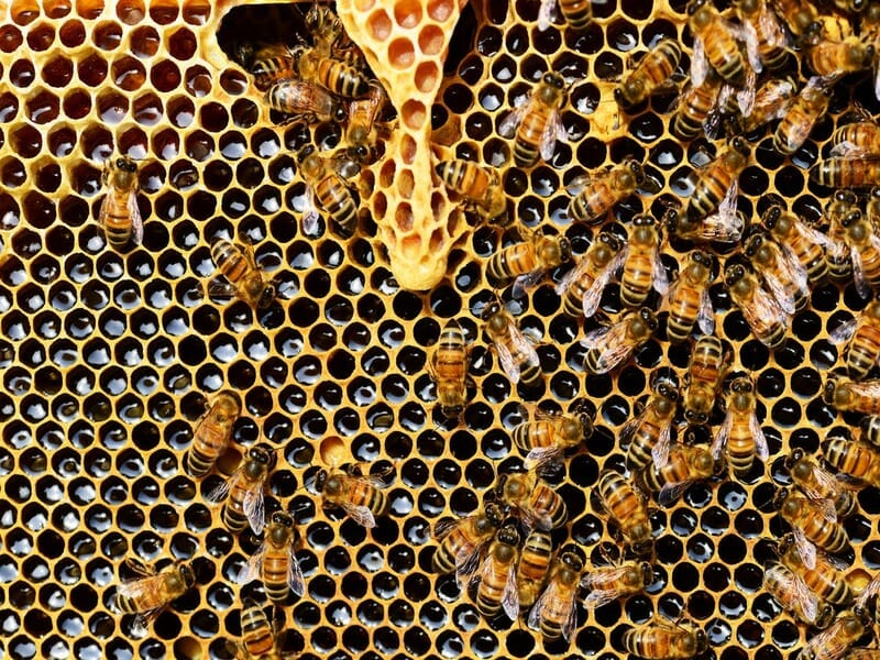 Honey Natural healing allergies